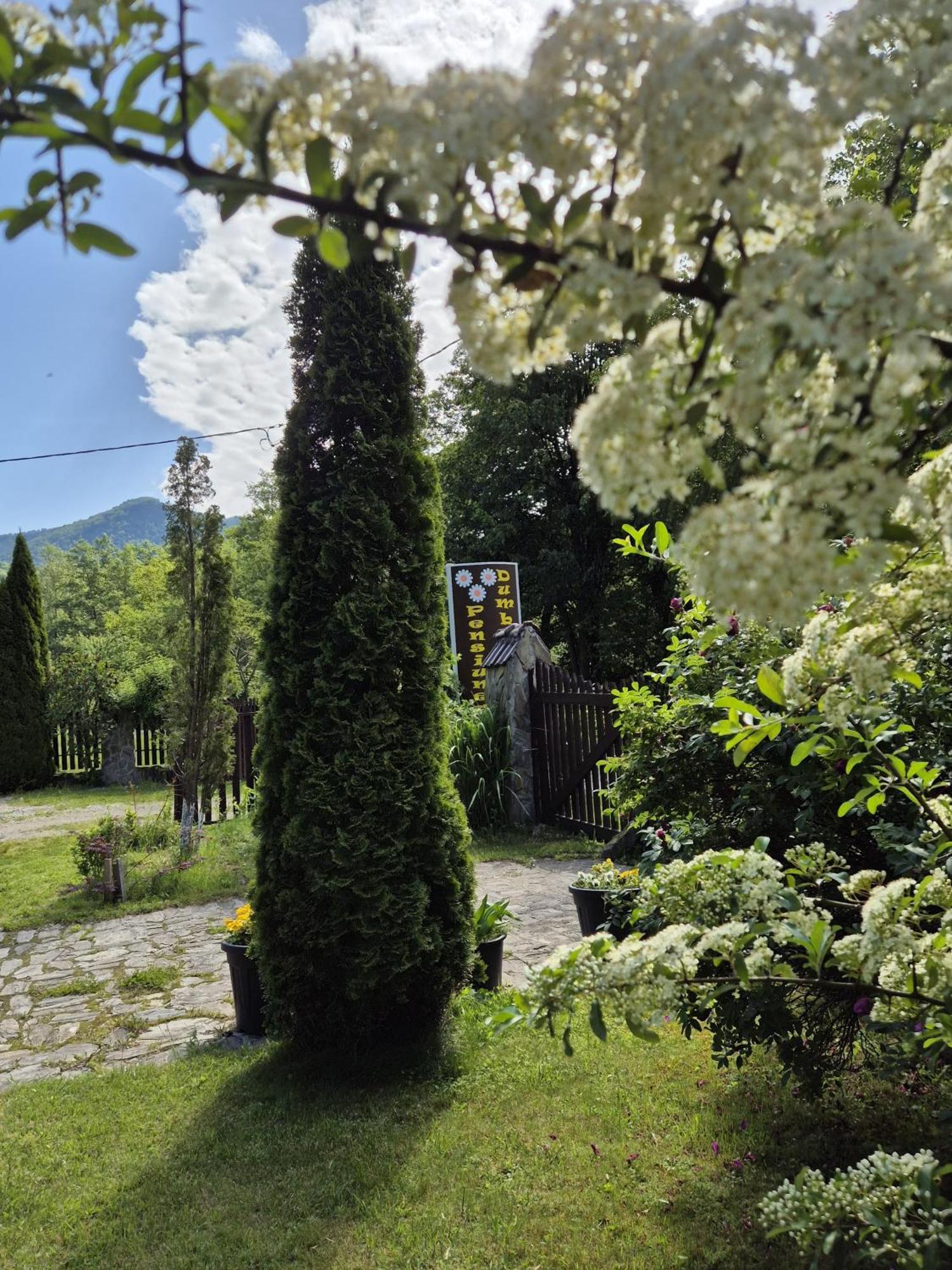 Pensiunea Dumbravita Hotel Rîu de Mori Екстериор снимка