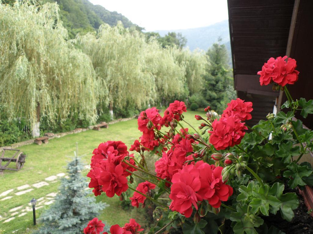 Pensiunea Dumbravita Hotel Rîu de Mori Екстериор снимка